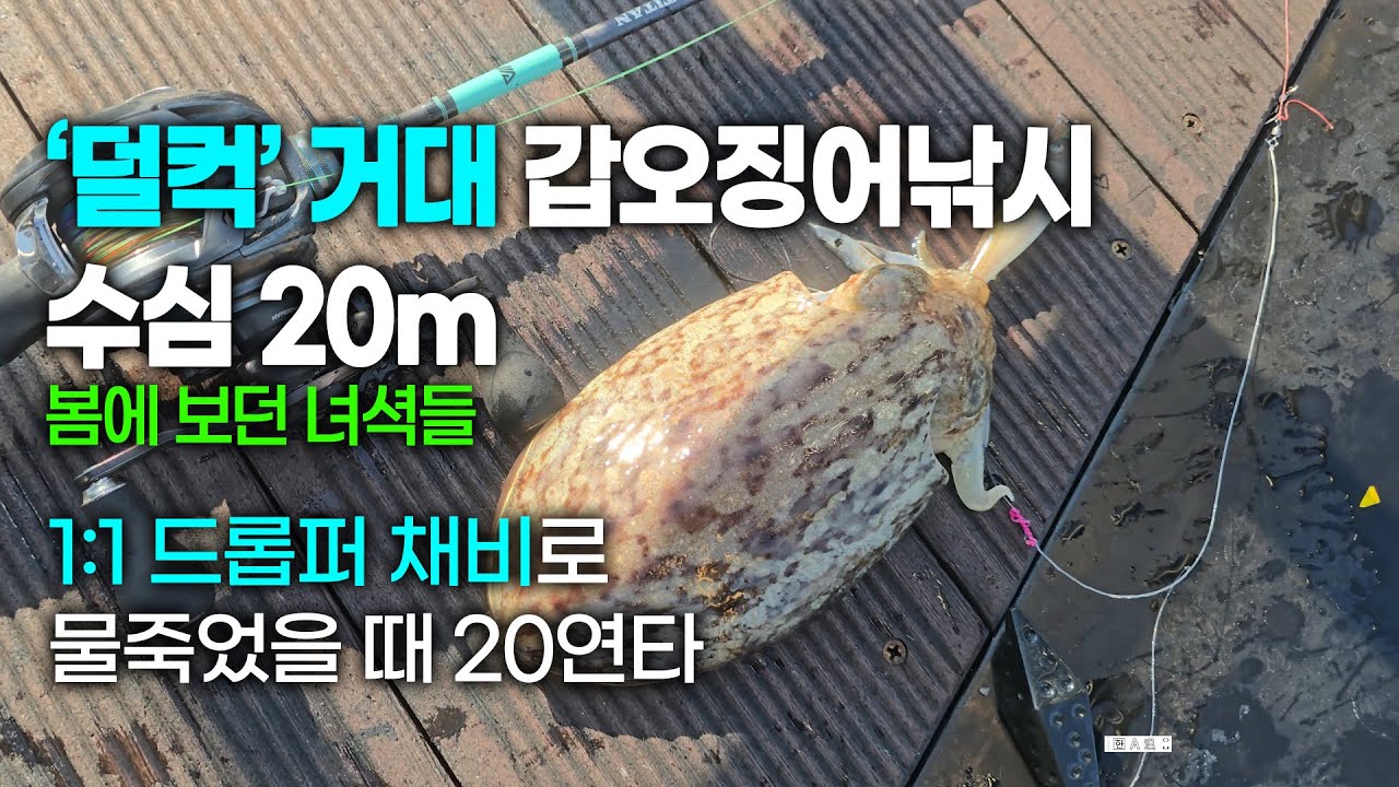 사리빨 갑오징어때의 습격! 20미터권 산란갑사이즈 폭발.!  1:1단차채비로 나혼자만 느나느나~따라하기. 래틀 드롭퍼에기가 효자!#아오맥스#패턴 #심해갑오징어 #산란갑오징어