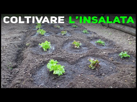 Coltivare l&rsquo;insalata