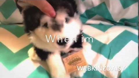 Victim of Love Webkinz MEP Music Video
