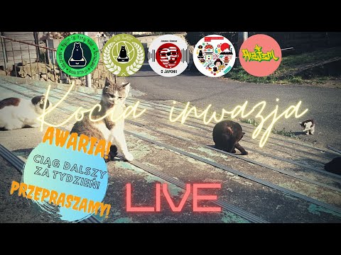 LIVE: Kocia inwazja - fenomen kotów w japońskiej kulturze (start!)