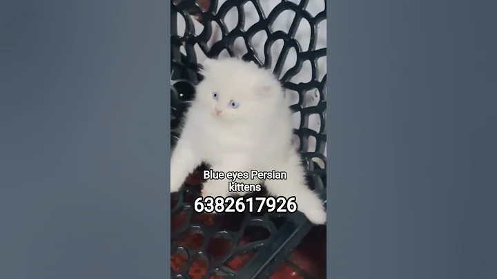 Video 11430221: persian kitten blue eyes