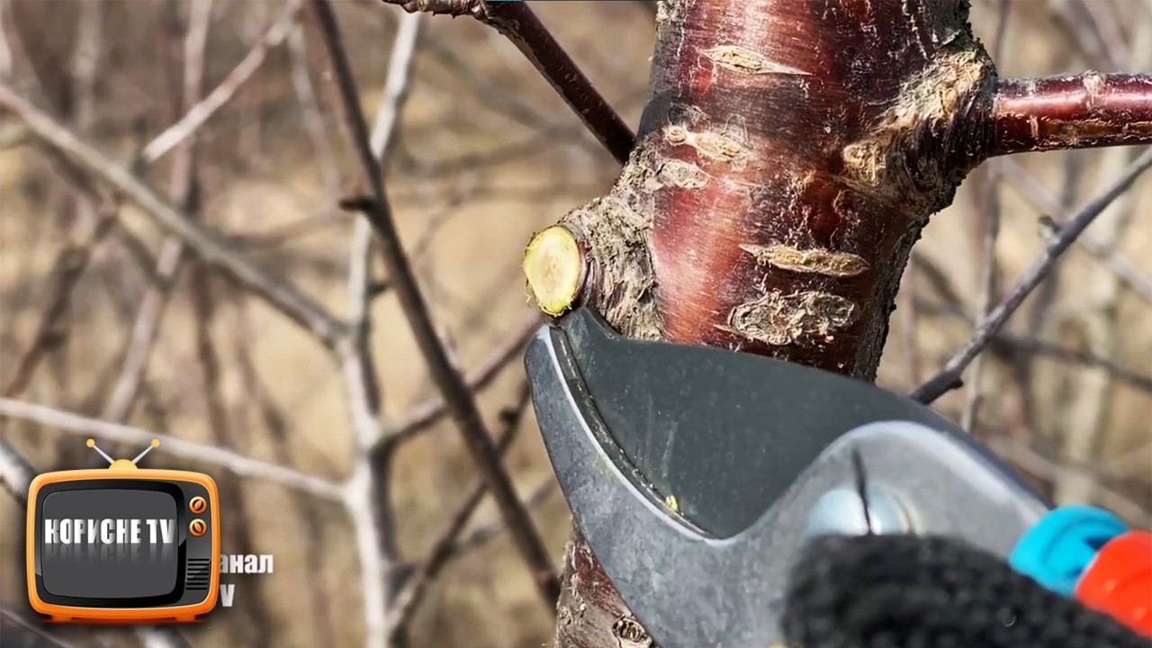 Коли краще за все починати обрізати плодові дерева на вроожай