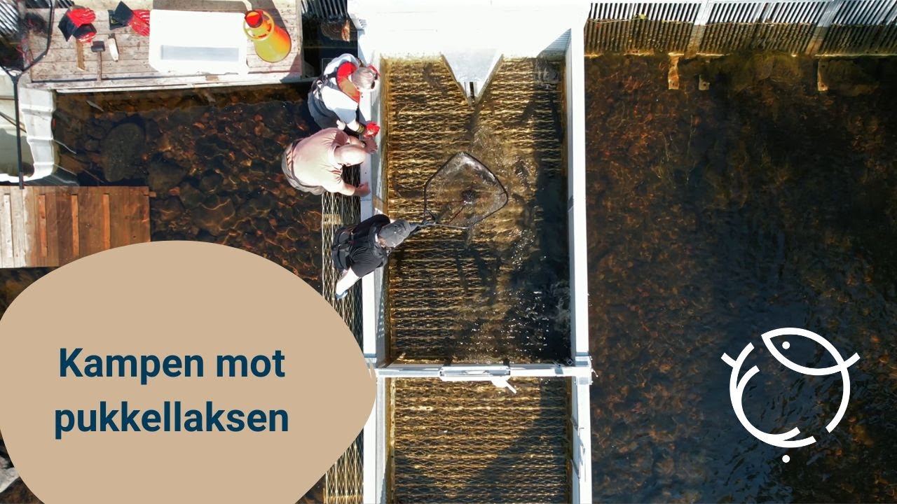 Kampen mot pukkellaksen