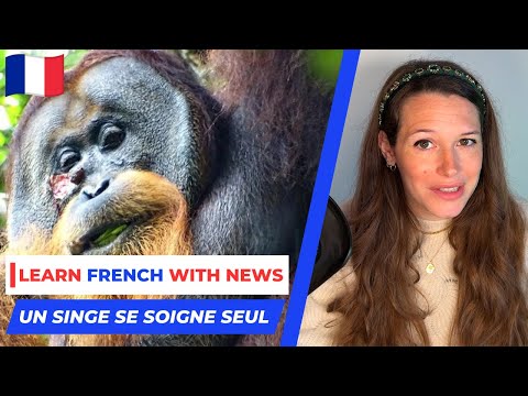 News in Slow French #13 - Un orang-outan soigne seul sa blessure