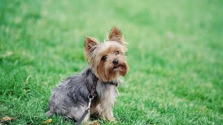 Las razas perros más pequeñas del mundo by Master cachorro 344 views 2 months ago 1 minute, 21 seconds