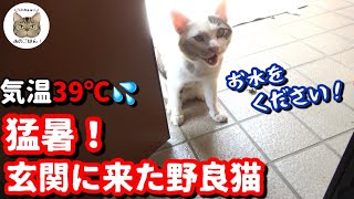 猛暑で助けを求めて来た野良猫/激おこな野良猫に食事と水をあげたら意外な行動に