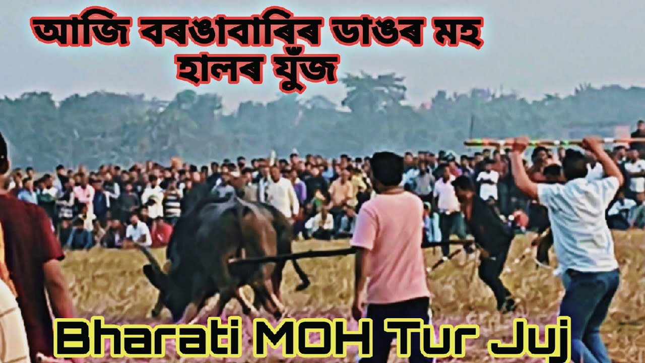 Bharati Mohtur Juj🔥||Aji Barangabari Dangar Moh Halr Juj