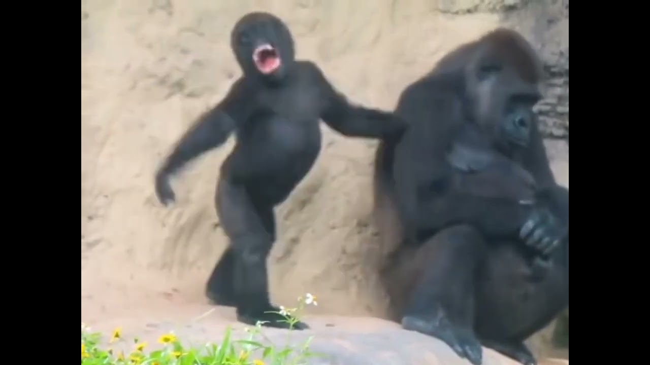 Baby Gorilla throwing tantrums at mom..