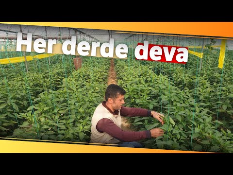 Her Derde Deva: Samandağ Biberi