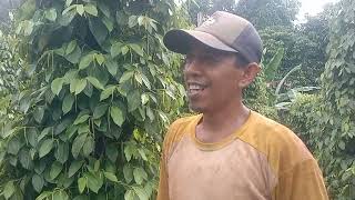 wawancara dengan petani binaan merica di Luwu Timur
