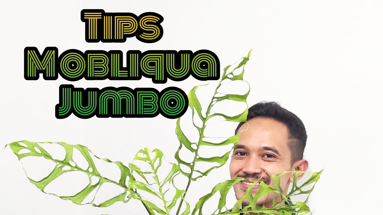 Tips Monstera obliqua jumbo 
