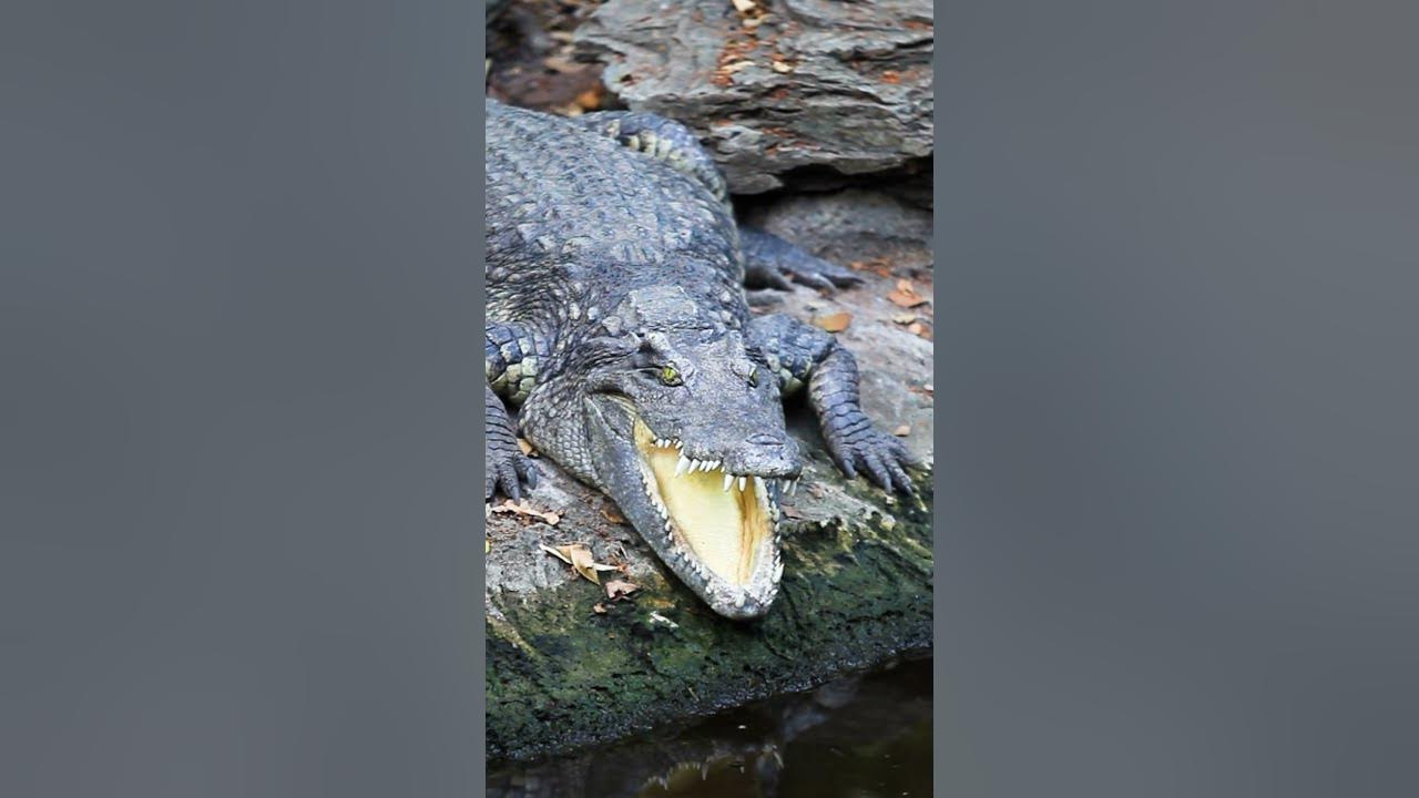 Let's Test the Bite Force of Saltwater Crocodiles! #shorts - YouTube