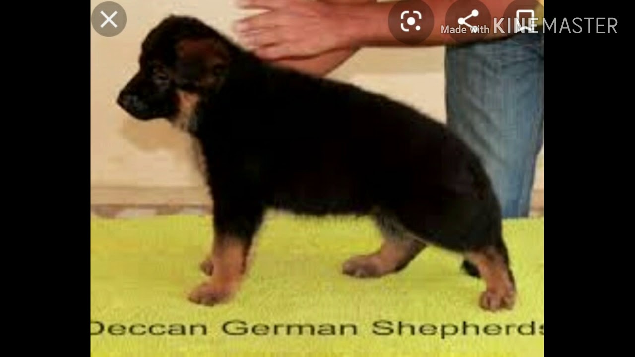 BEST QUALITY GERMAN SHEPHERD PUPPY IN LOW PRICES IN DELHI , PUNJAB ETC YouTube