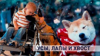 Контуры. ​Усы, лапы и хвост screenshot 5