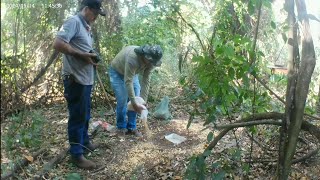 Fizemos uma ceva na mata para atrair os bichos na estreia da nossa Câmera de Trilha