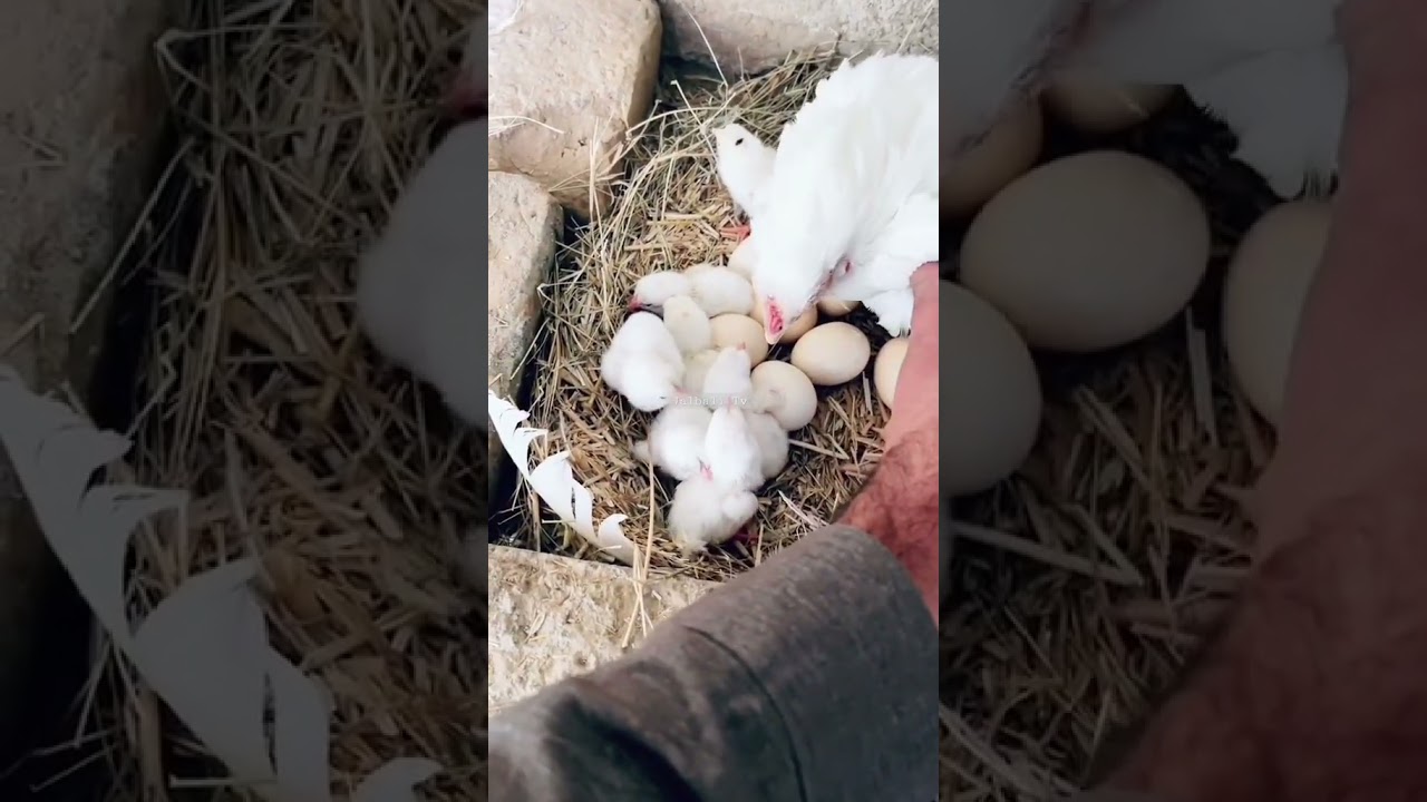 First Breed Hira Chick's 2023 | Eggs Hatching Paper White Aseel | 