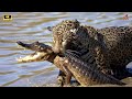 Los Depredadores Más Letales del Amazonas en Batallas de Supervivencia | Documental de Animales