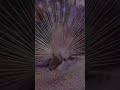 🦚 This Peacock's Stunning Dance Looks Absolutely Unreal! 😍 #Shorts#Peacock #NatureLovers #USAShorts