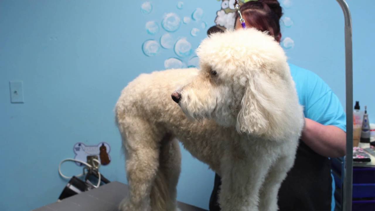 Best Grooming and DeMatting Services Orlando, Fl (407) 2289881 YouTube