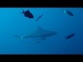 Big reef shark video in Maldives, Ari Atoll