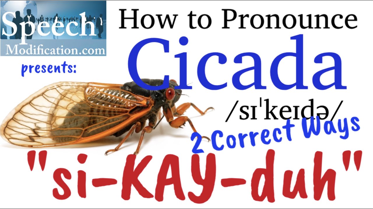 Cicadas Pronunciation