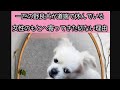#一匹の野良犬が道端で休んでいる女性のもとへ寄ってきた切ない理由。#ブラザーCH