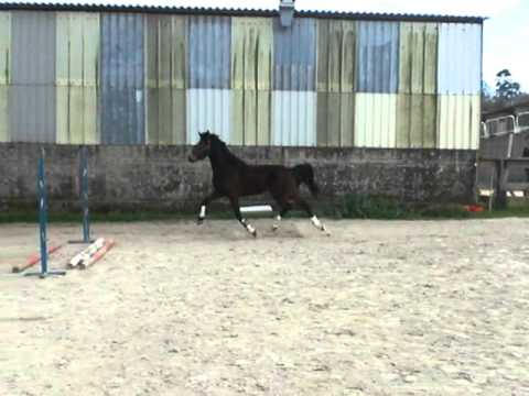 Video: Raza De Caballo Checo Warmblood Hipoalergénico, Salud Y Vida útil