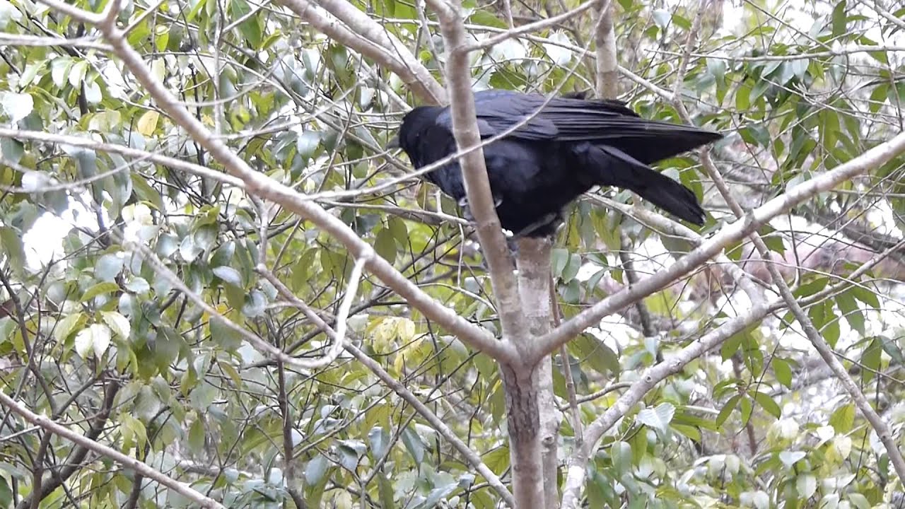 カラス 夜中 鳴く