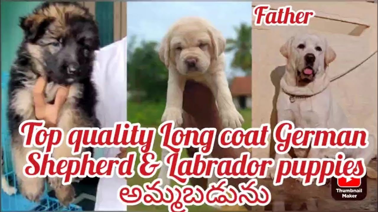 Long coat German Shepherd & puppy for sale6303345475kadapadog market in kadapa YouTube