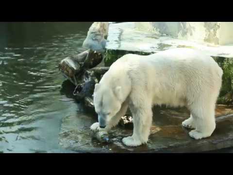 Wideo: Niedźwiedzie Polarne A Biedni? Sieć Matador