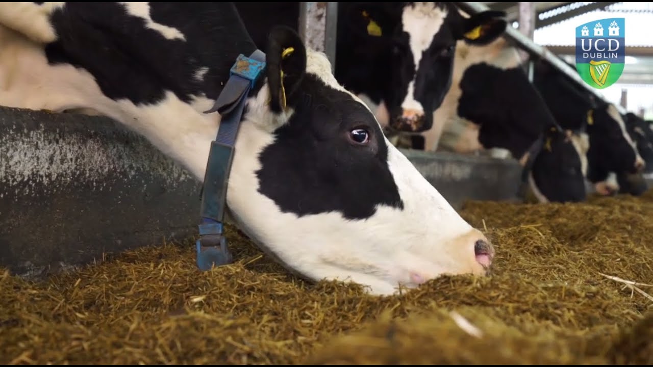 Dairy Research and Education Facility opens at UCD Lyons Research Farm