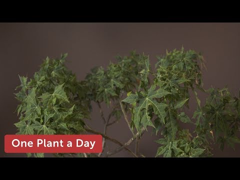 Video: Jatropha Gigt, Dissekeret Jatropha, Der Vokser Derhjemme