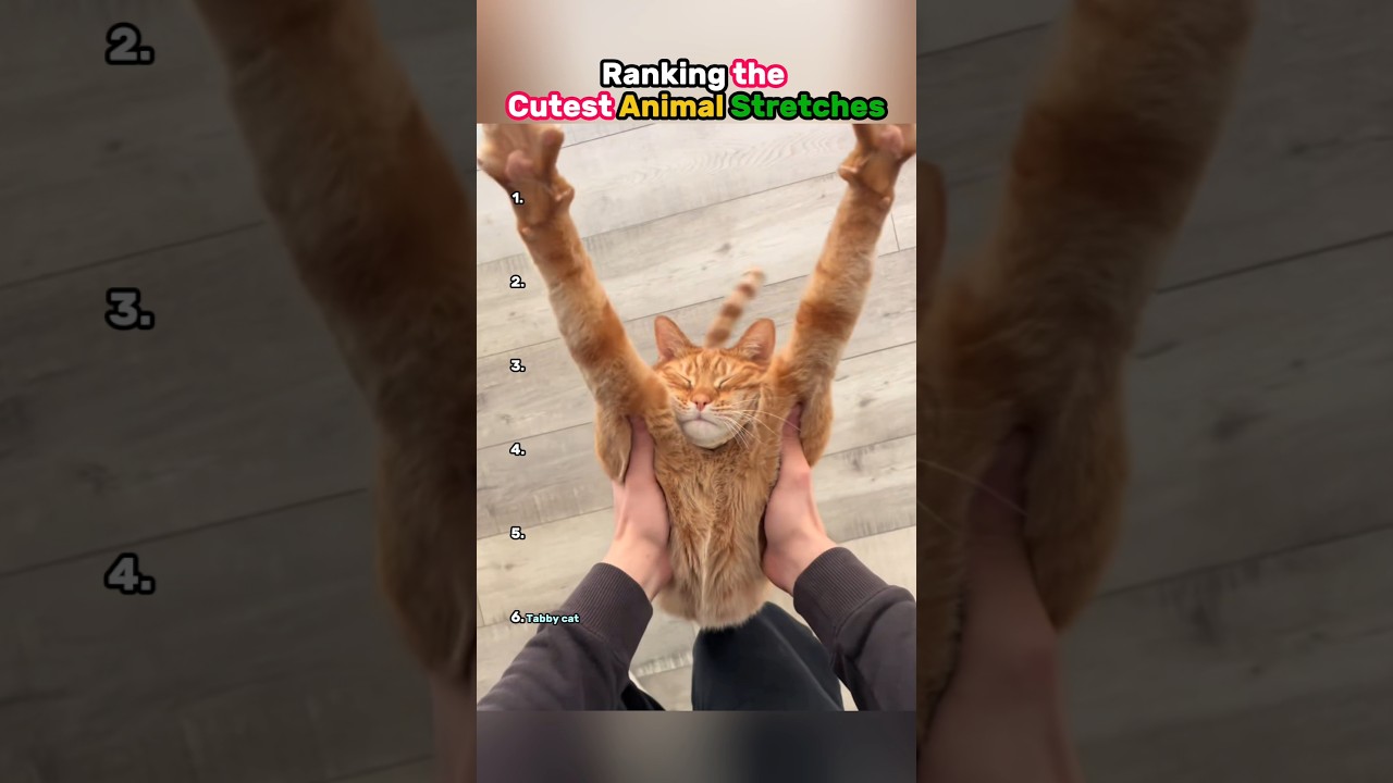 Ranking the Cutest Animal Stretches