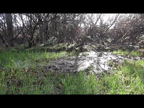 Country Life in Ireland - January 2022