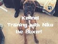 Dog Kennel Training with Niko the Boxer! Dog Kennel Training with Niko the Boxer!