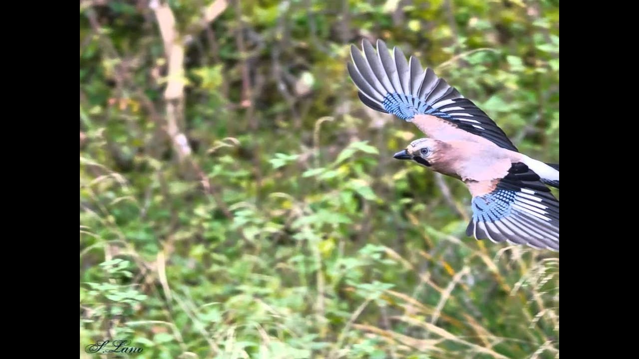 Contemplare la creazione