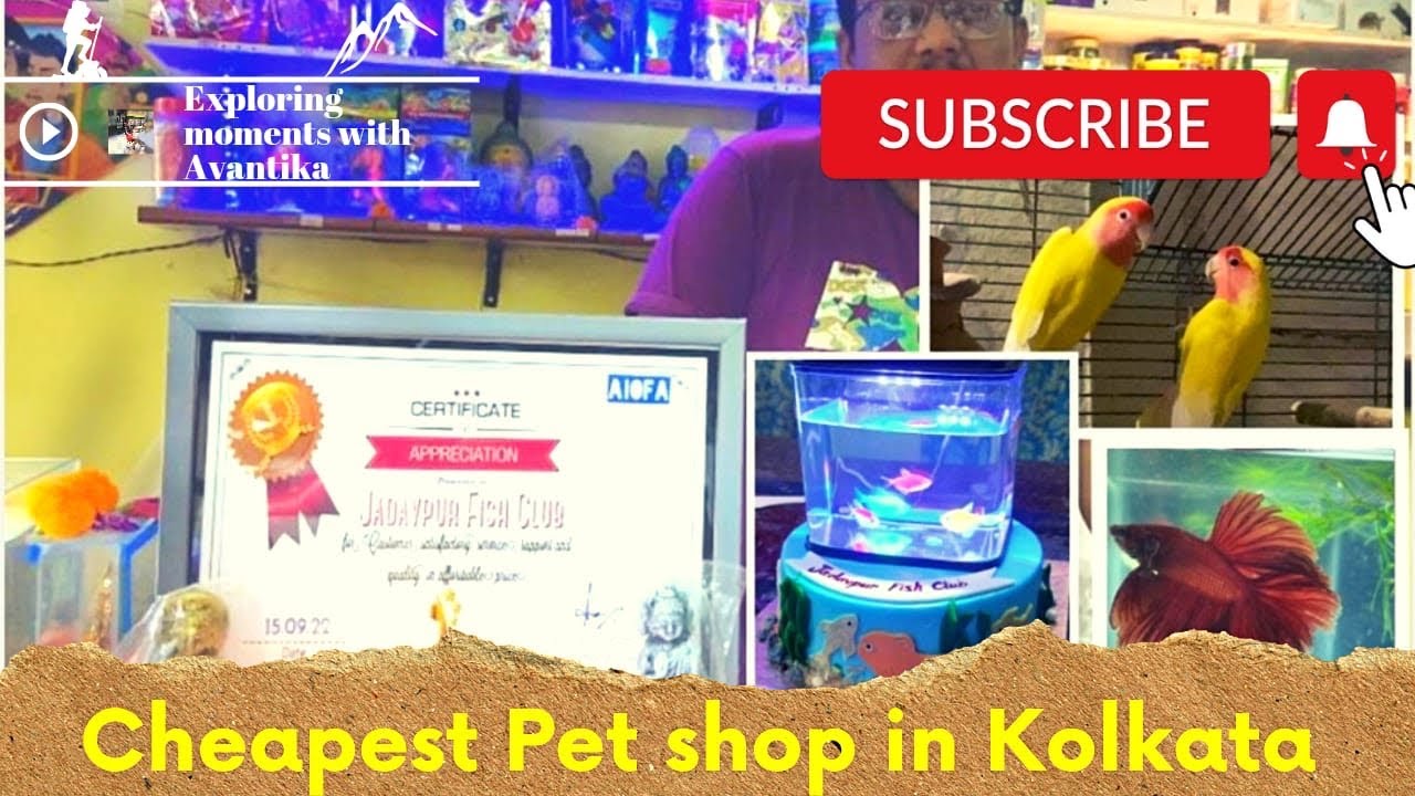 Cheapest Pet Shop in kolkataFish Start from 10 Rupees OnlyTurtles