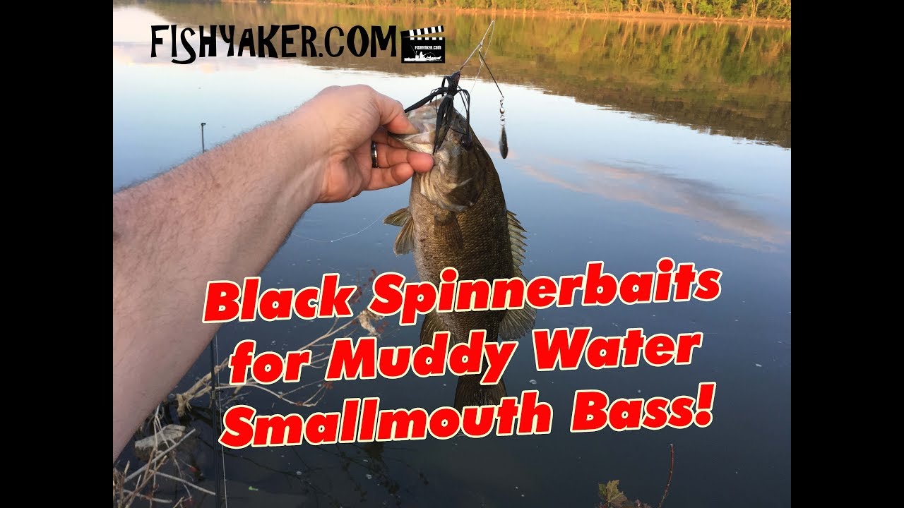 High + Muddy Water = Black Spinnerbaits for Smallmouth Bass Fishing