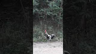 Ayam Bisa Ketawa ???