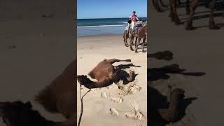 Noosa Camel Rides Sand Roll