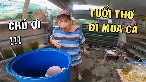 Tuổi thơ một lần nữa cùng Ông Chủ Trại Cá Betta vui tính (Cách chọn cá đẹp)