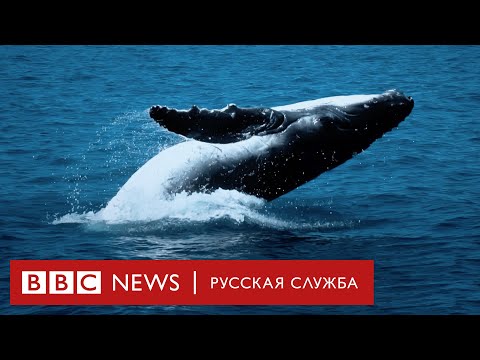 Кто убил кита: почему погибают самые умные животные на планете | Документальный фильм Би-би-си