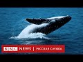 Кто убил кита? Почему киты выбрасываются на берег | Документальный фильм Би-би-си