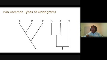 (3/25-26/2021) - Cladogram Overview