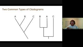 (3/25-26/2021) - Cladogram Overview
