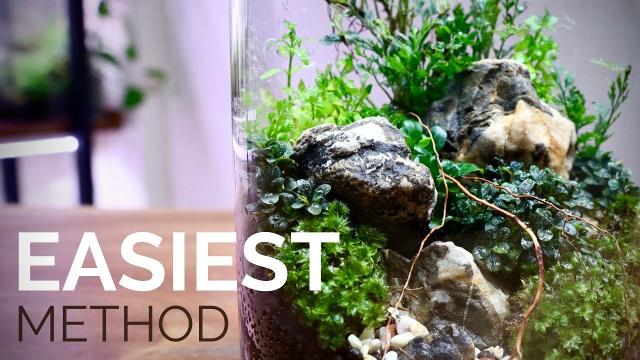 Самый простой способ создания закрытого террариума 🌿