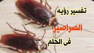 تفسير حلم رؤية الصراصير في الحلم