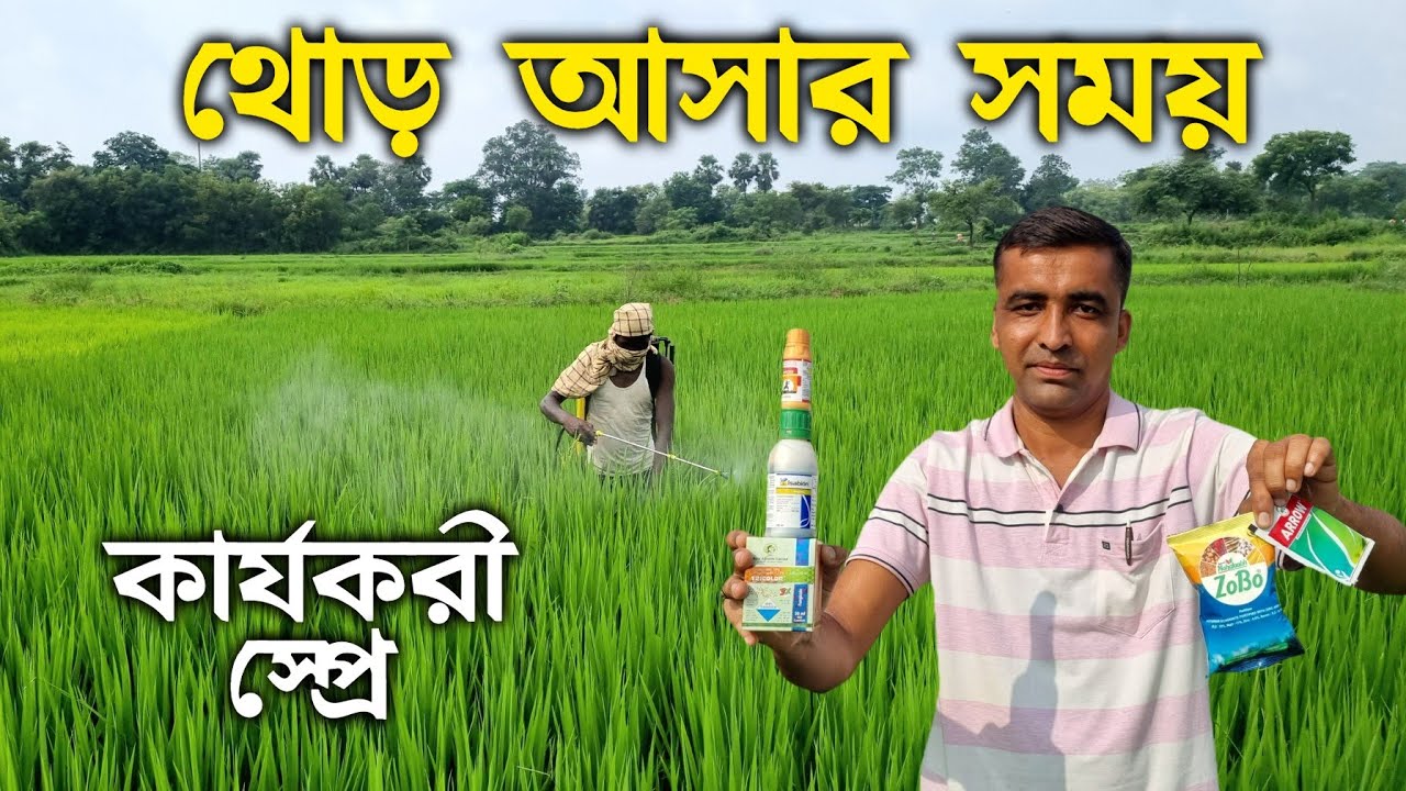 ভালো ফলনের জন্য ধানে থোড় আসার সময় কি পরিচর্যা করবেন? ধানে শীষ বার হওয়ার আগে কি কি স্প্রে করবেন?