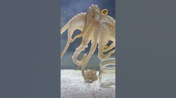 Hand signals with my octopus