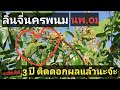 ลิ้นจี่นครพนม(นพ.01) ปลูก 3 ปี ทดลองงดน้ำ เริ่มติดดอกออกผลแล้ว | ปลูกป่า#21 | เฮ็ดสิดี